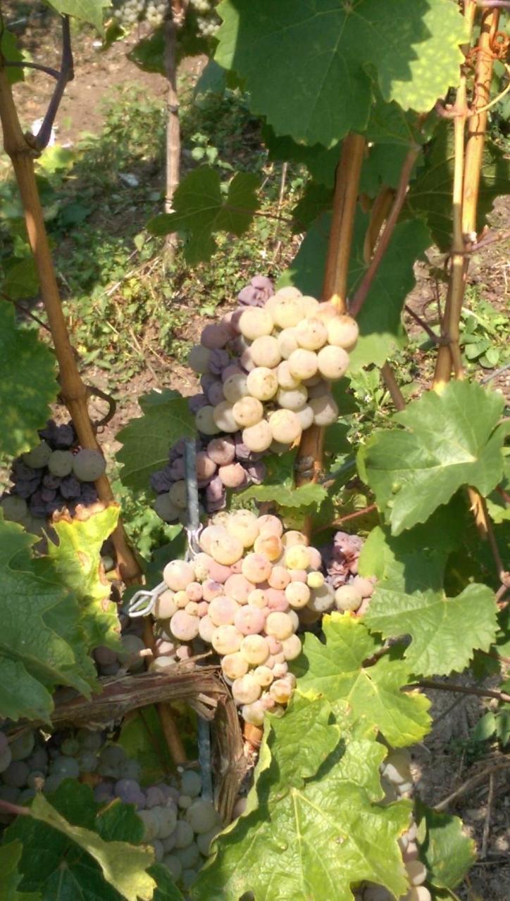 Wein- Und Gaestehaus Genetsch Lieser Dış mekan fotoğraf